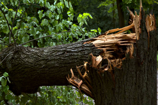 istock Closeup of fallen tree torn at its basis by a storm 1270898715