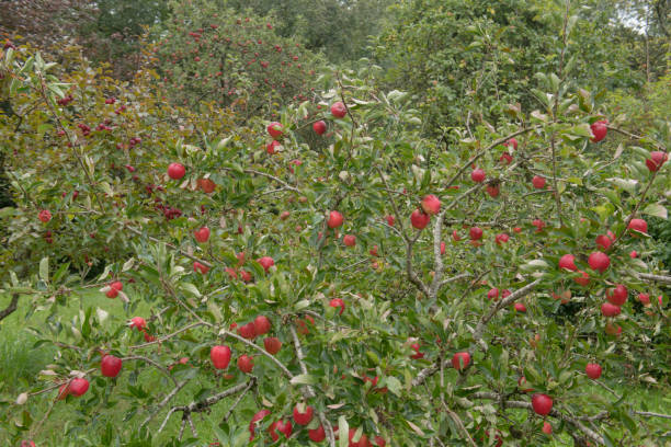 Bright Red Ripe Eating Apples (Malus domestica 'Katy' or 'Katja') Growing on a Tree in an Orchard in a Country Cottage Garden in Rural Devon, England, UK
