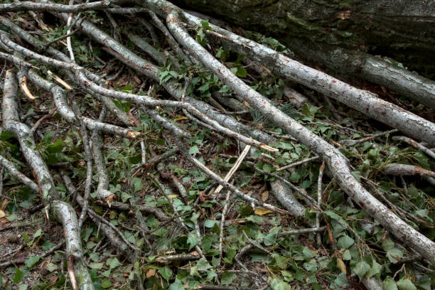 istock Closeup of torn branches of a fallen tree on the ground 1270900260