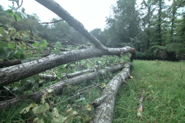 istock Fallen tree in a field seen from the treetop on a cloudy summer day 1270900553