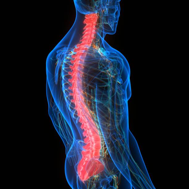 istock Spinal Cord Vertebral Column of Human Skeleton System Anatomy 1270902605