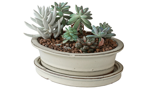 arrangement of succulents in ceramic pot