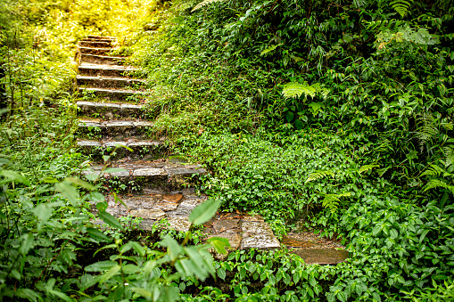 Staircase in a hike near 14km from Sapa town to the southwest, situated in San Sa Ho commune, Sapa district, Lao Cai province, Vietnam.
