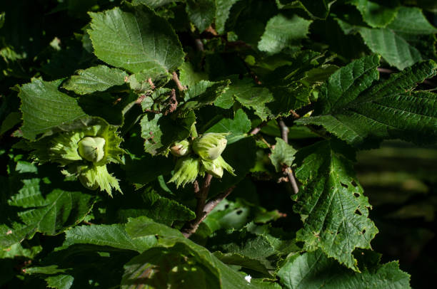 istock unripe green hazelnuts growing at a twig 1270903851