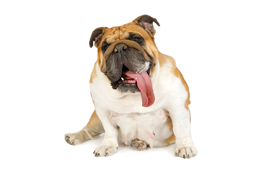 Cute purebred English Bulldog with its tongue out sitting against a white background and looking at the camera