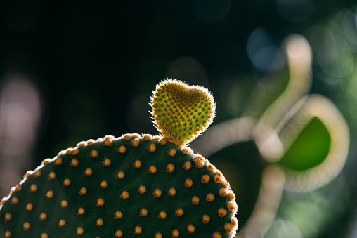 Prickly pear, opuntia cactus in a green pot on a white background.