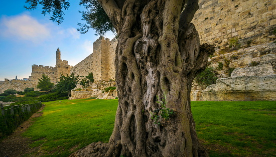 The trunk of an old olive tree, with a minaret of the Tower of David/Jerusalem Citadel located next to Jaffa Gate, and the Ottoman-built Old City Wall with remains from earlier periods