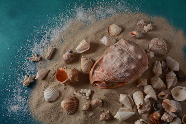 istock Sea shells on a sea wave color background with sand. 1270905649