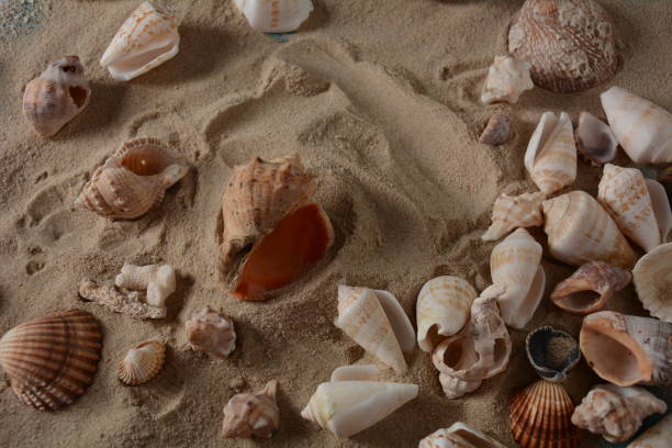 istock Sea shells on a sea wave color background with sand. 1270905690