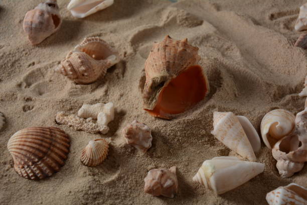 istock Sea shells on a sea wave color background with sand. 1270905762