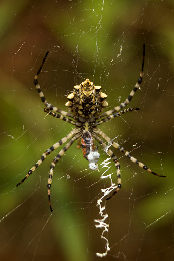 Extreme close up view of a spider web containing packed insects.