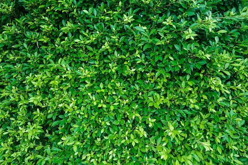 Green Leaves wall texture background
