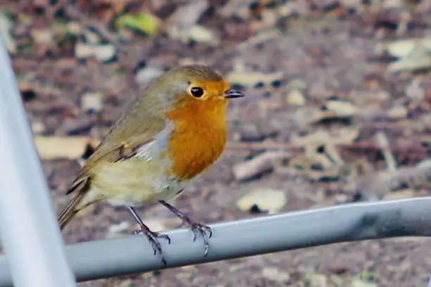 Photo of European robin sitting under a chair surrounded by autumn leaves