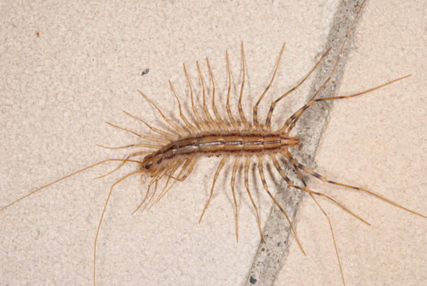 istock The Scutigera coleoptrata 1270910114