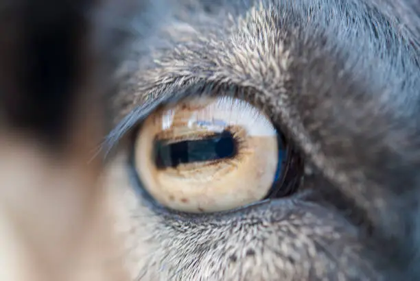 Photo of Eye of the goat