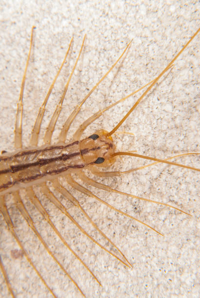 istock The Scutigera coleoptrata 1270911220