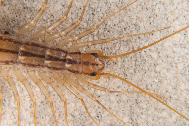 istock The Scutigera coleoptrata 1270911296