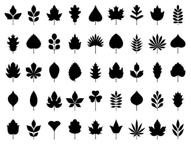 zestaw ikon liści - palm leaf branch leaf palm tree stock illustrations