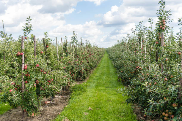 colheita da maçã - agriculture autumn apple greengrocers shop - fotografias e filmes do acervo