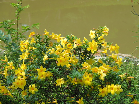 Bright yellow of Allamanda Cathartica flowers, common name are Golden Trumpet, Common Trumpet Vine, and Yellow Allamanda. This plant is Brazil origins but now is popular worldwide in tropical climate.