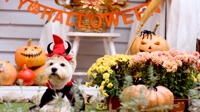 Halloween dog. Trick or treat holiday concept