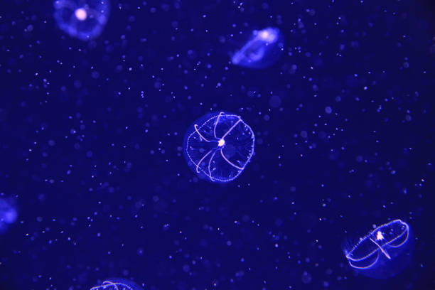 Jellyfish from the Baltic sea, illuminated in blue on dark blue background