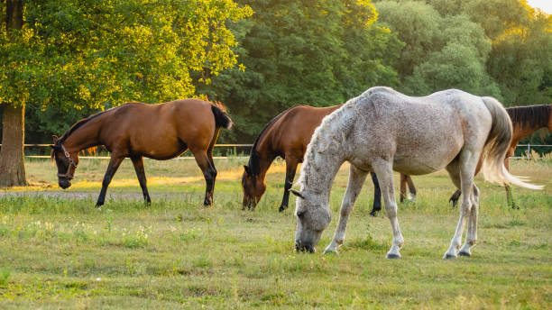 istock Horses grazing on summer meadow at sunset. 1270913502