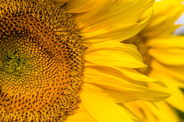 istock bright yellow petals on yellow sunflowers 1270913752