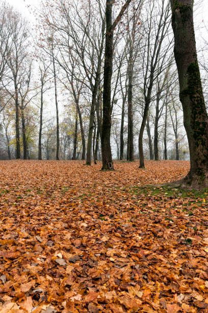 autumn nature - abounding imagens e fotografias de stock