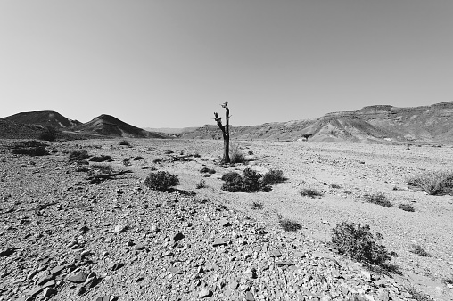 Loneliness and emptiness of the rocky hills of the Negev Desert in Israel. Breathtaking landscape and nature of the Middle East. Black and white photo