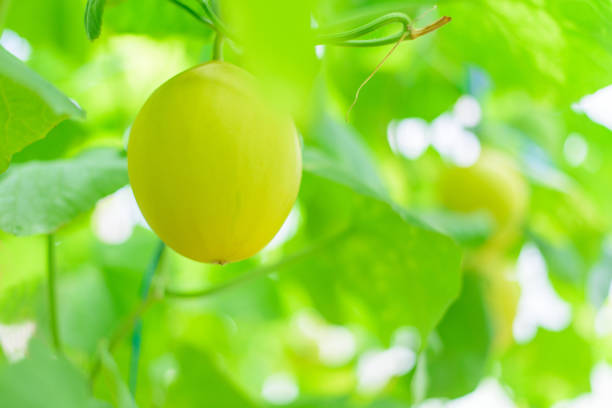 istock Fresh golden melon in farm 1270915592
