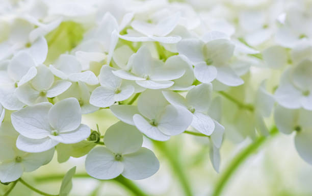 istock Background of white flowers. Hydrangea or hortensia in blossom. 1270916201