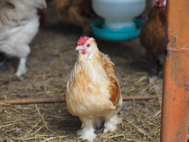 istock Bantam body is small, short, big and crested hen is colorful 1270916504