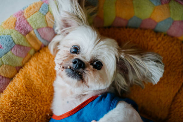 istock Senior Shih Tzu resting on his bed 1270916608