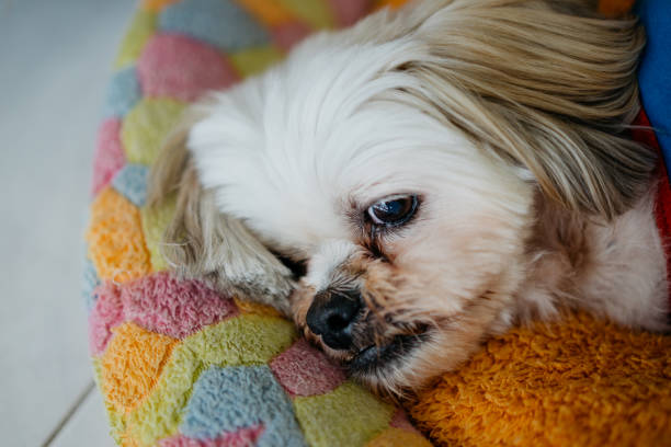 istock Senior Shih Tzu resting on his bed 1270916634