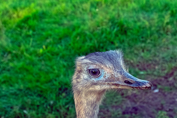 istock Rhea known as nandu - South American ostrich 1270916679