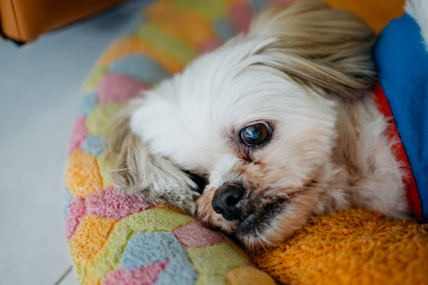 istock Senior Shih Tzu resting on his bed 1270916731