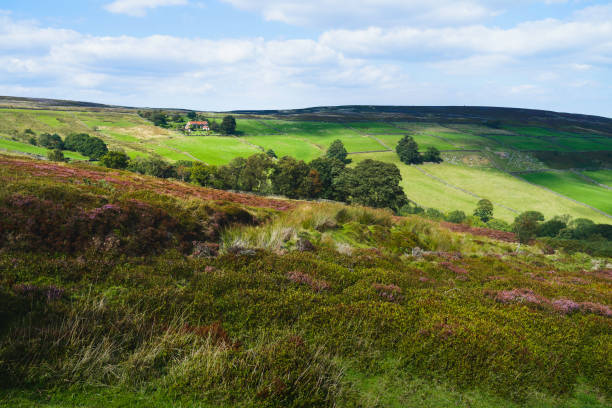 istock North York Moors with heather in bloom, fields, under blue sky. Glaisdale, UK. 1270916774