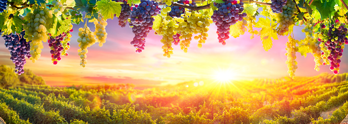 Bunches Of Grapes Hanging With Defocused Vineyard In The Background At Sunset