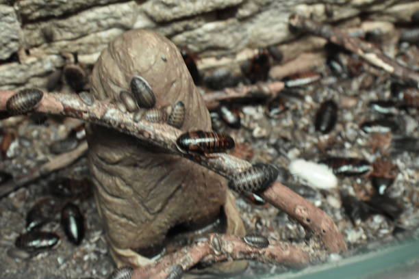 ゴキブリ - surinam cockroach ストックフォトと画像