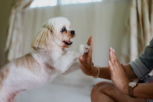 Asian Chinese woman doing high five with her Shih Tzu