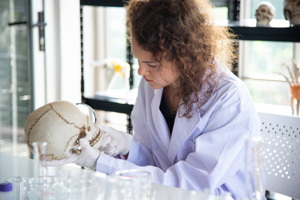 Joven médico científico hermoso o investigador examinan y estudian el cráneo en el laboratorio. - foto de stock