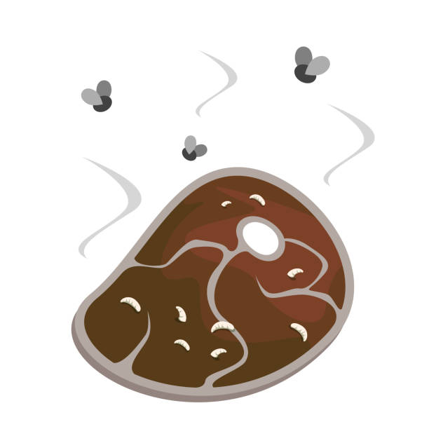 Meat steak becomes rottens. Dirty raw meat Meat steak becomes rotten vector isolated. Dirty raw meat, contaminated food. Maggot on rotting product. Insects flying around the food. dangerous steak stock illustrations