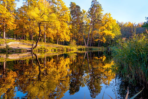 Beautiful  landscape with reflection of trees in a forest lake. Bright yellow and orange fall foliage trees reflected in water.