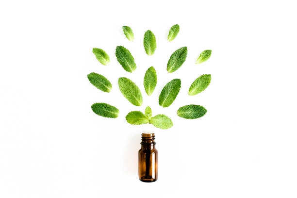 essential oil and greenmint leaves on white background. medicinal herbs. flat lay. top view - tempera painting fotos imagens e fotografias de stock