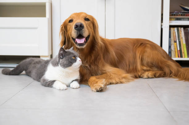 istock British Shorthair and Golden Retriever 1270921197
