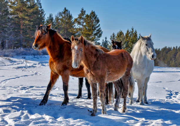 istock Few horses on a cold winter day near forest 1270921204