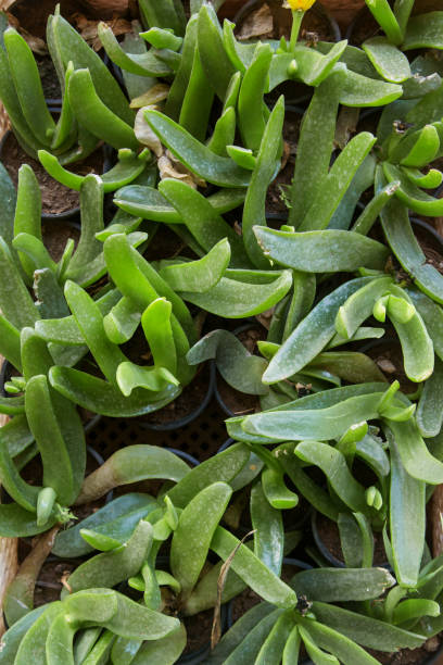 seedlings of plants of the Aizoaceae (ice plant) close-up seedlings of plants of the Aizoaceae (ice plant) close-up lampranthus spectabilis stock pictures, royalty-free photos & images