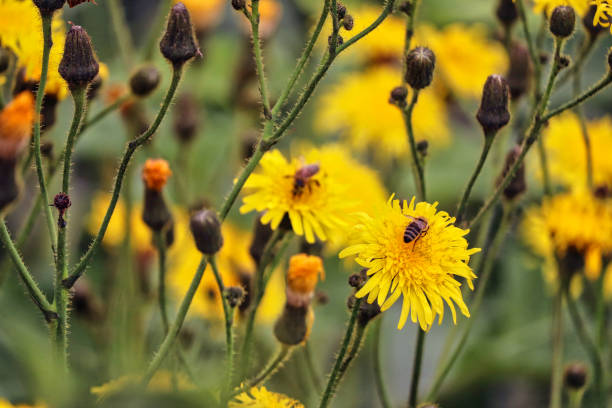 istock Yellow daisies in a UK field 1270921616