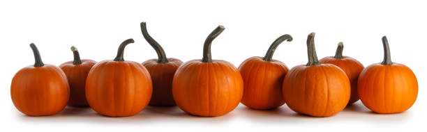 istock Pumpkins in a row isolated on white 1270921739